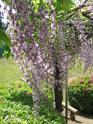 グリーンスポーツ公園の藤の花3