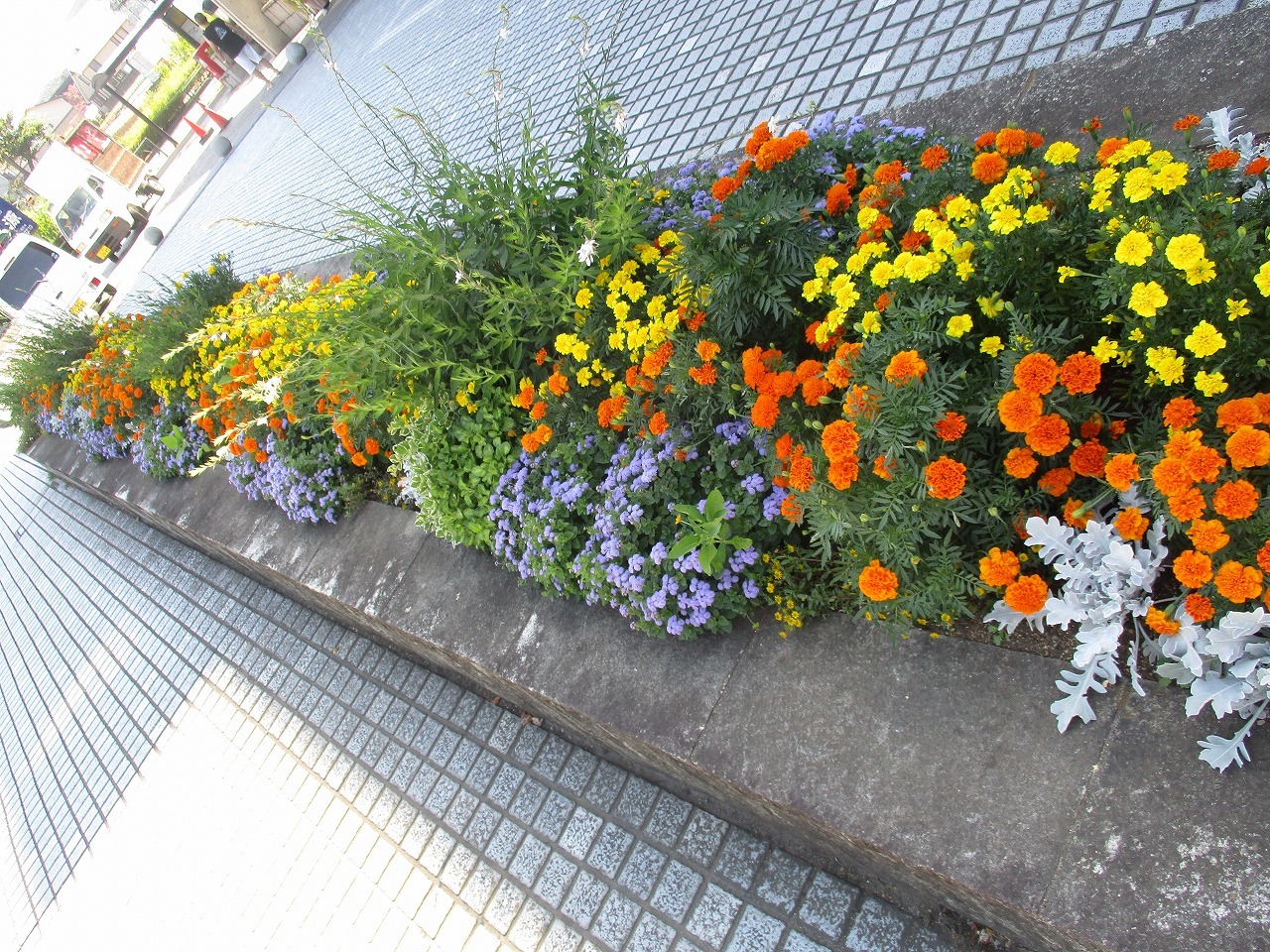 あきる野市役所本庁舎前花壇