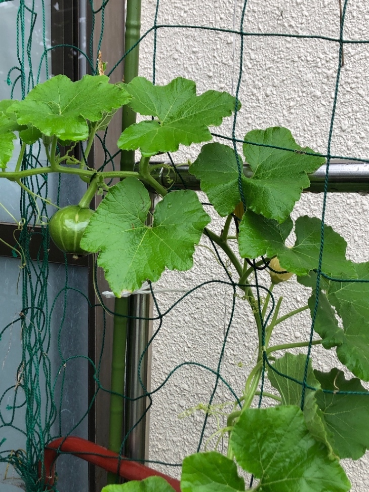 カボチャとゴーヤさんの写真3