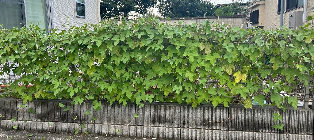 めぐさんの写真