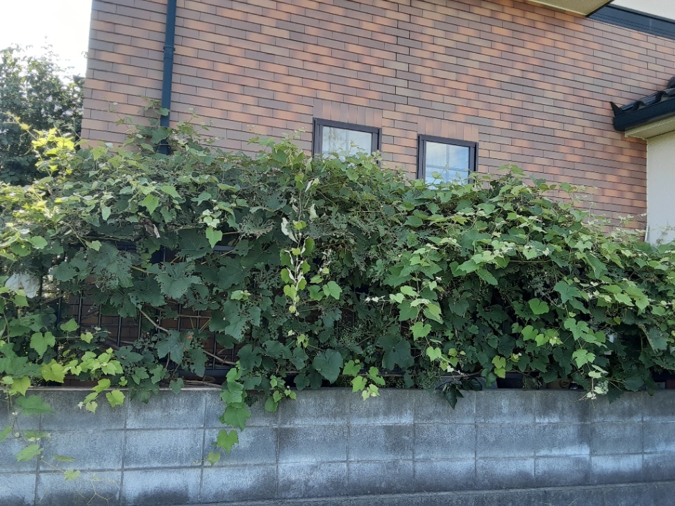 秋川 ナイヤガラさんの写真3