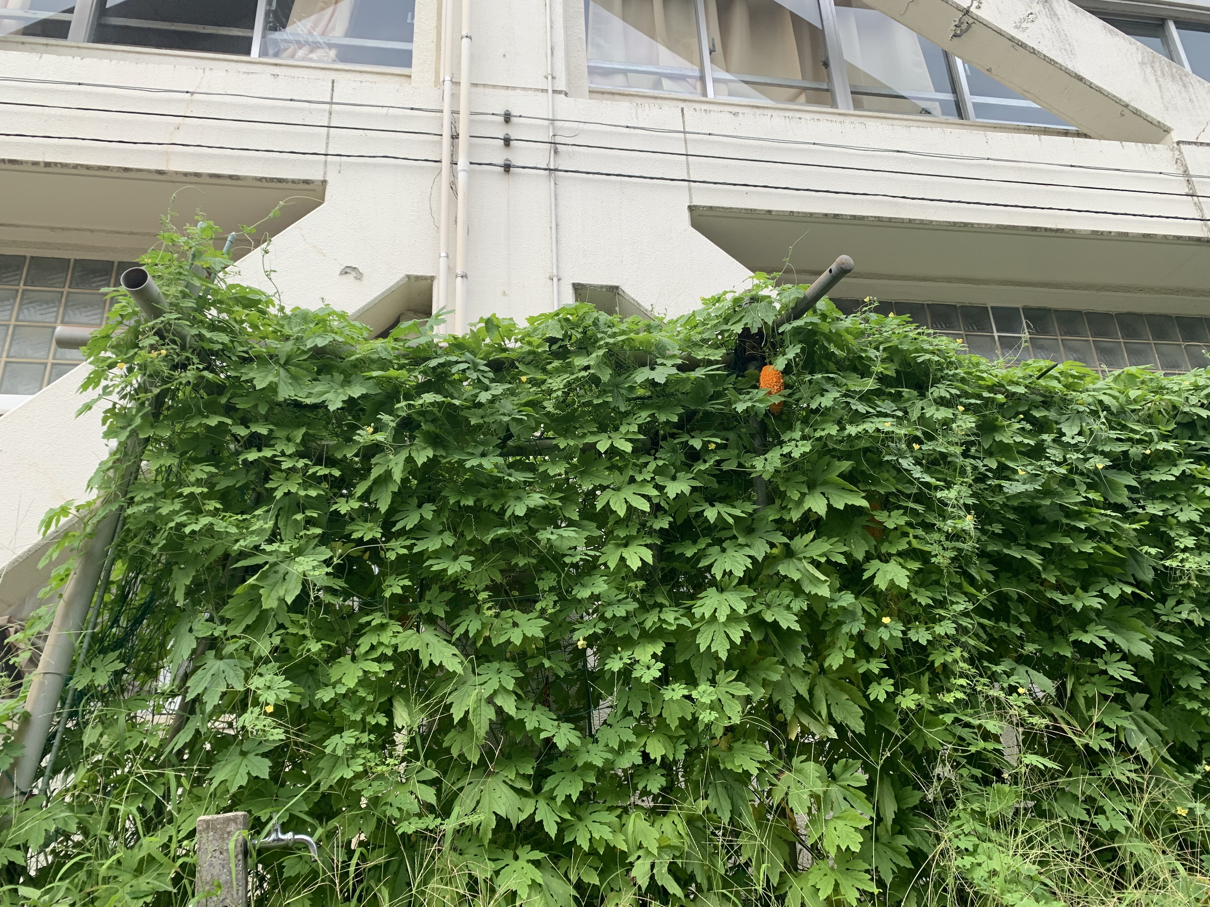 西秋留小学校の写真