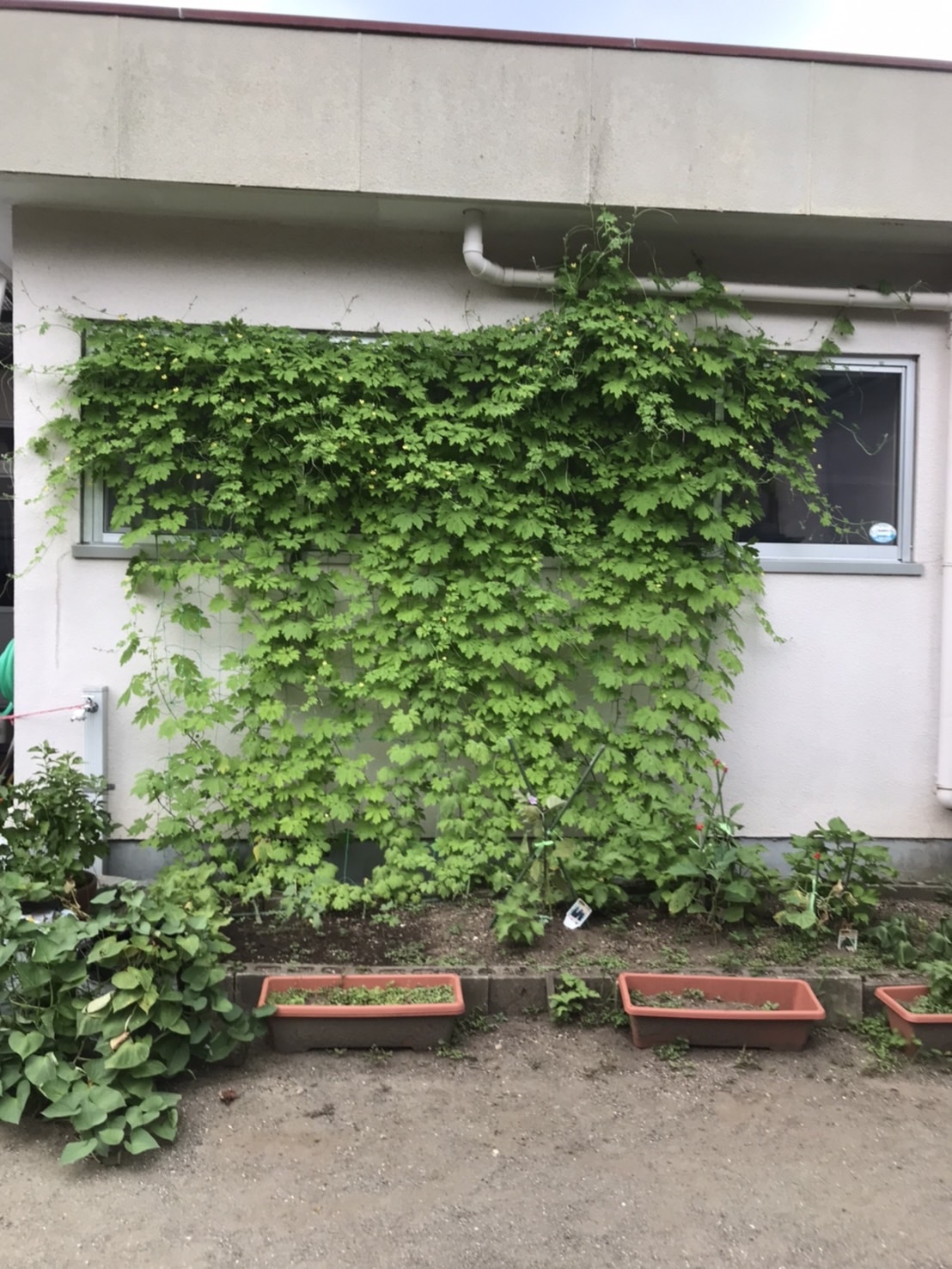 すぎの子保育園の写真