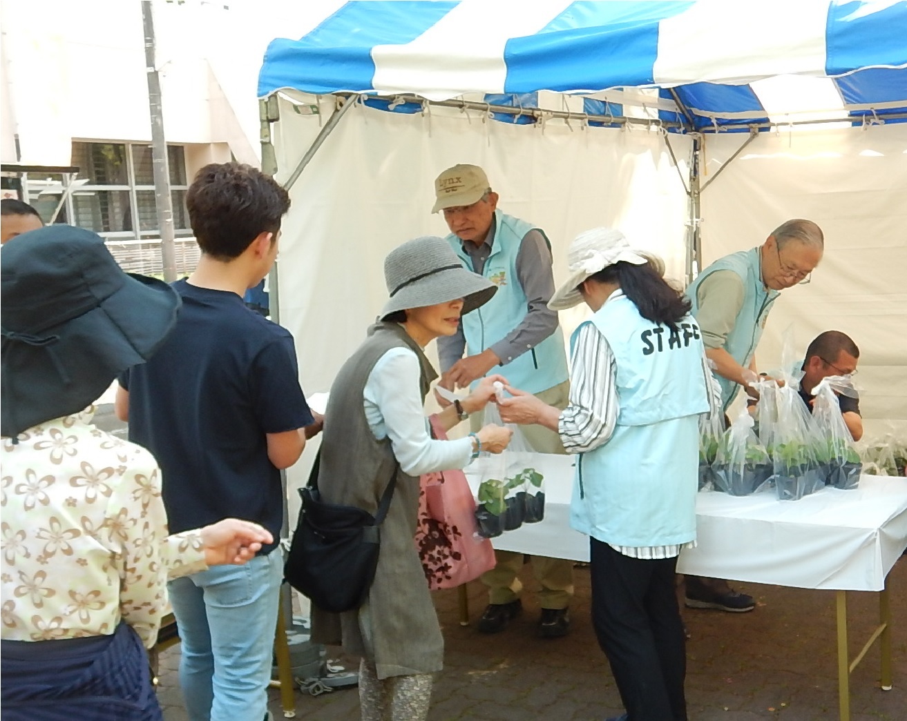 環境フェスティバルでのゴーヤ苗配布の様子