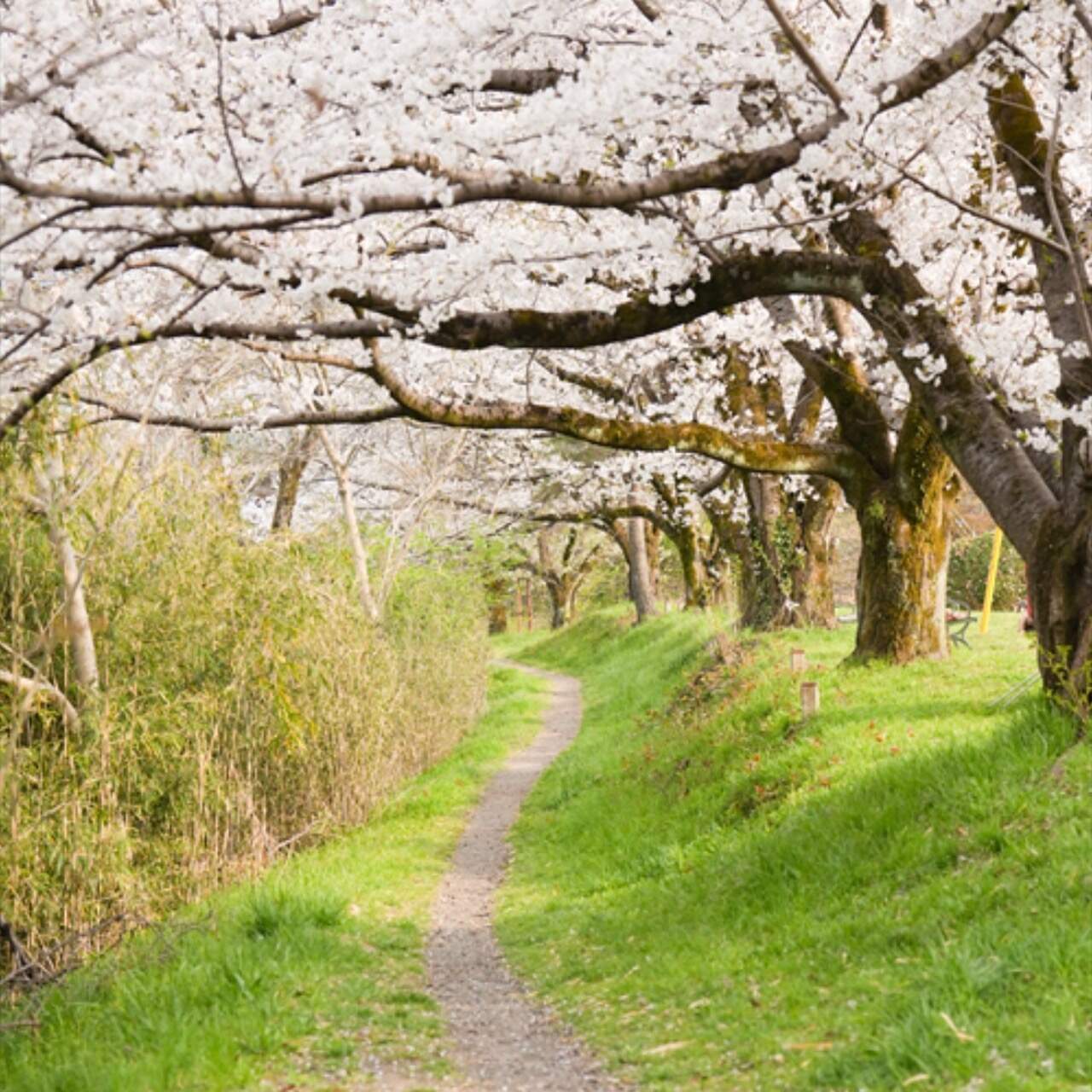 あきる野の桜