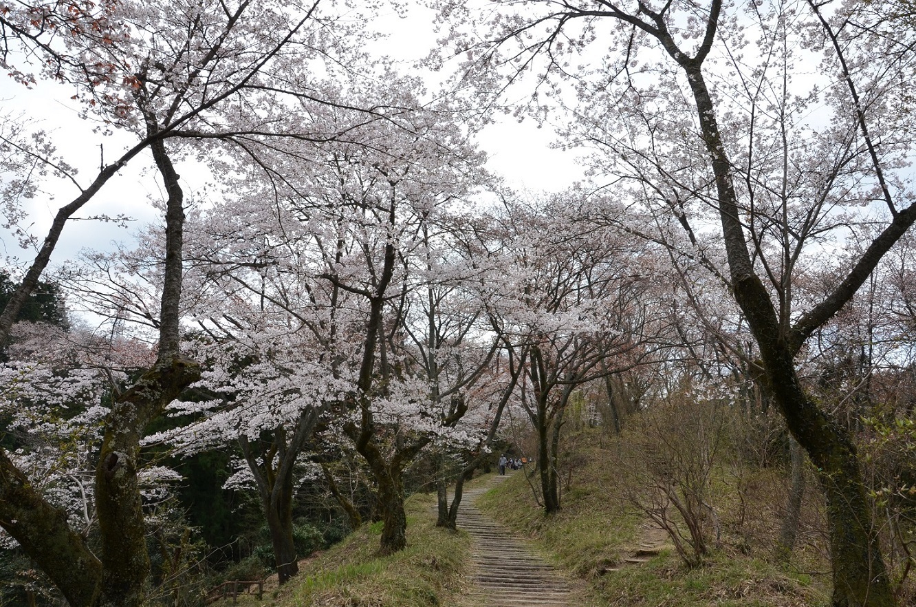 小峰公園の桜