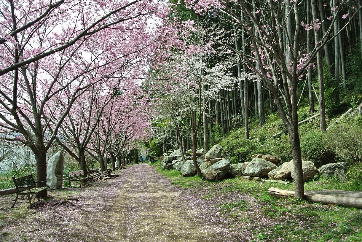 大悲願寺の桜