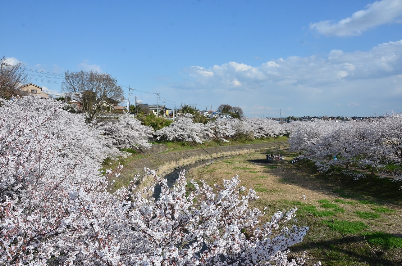 平井川の桜