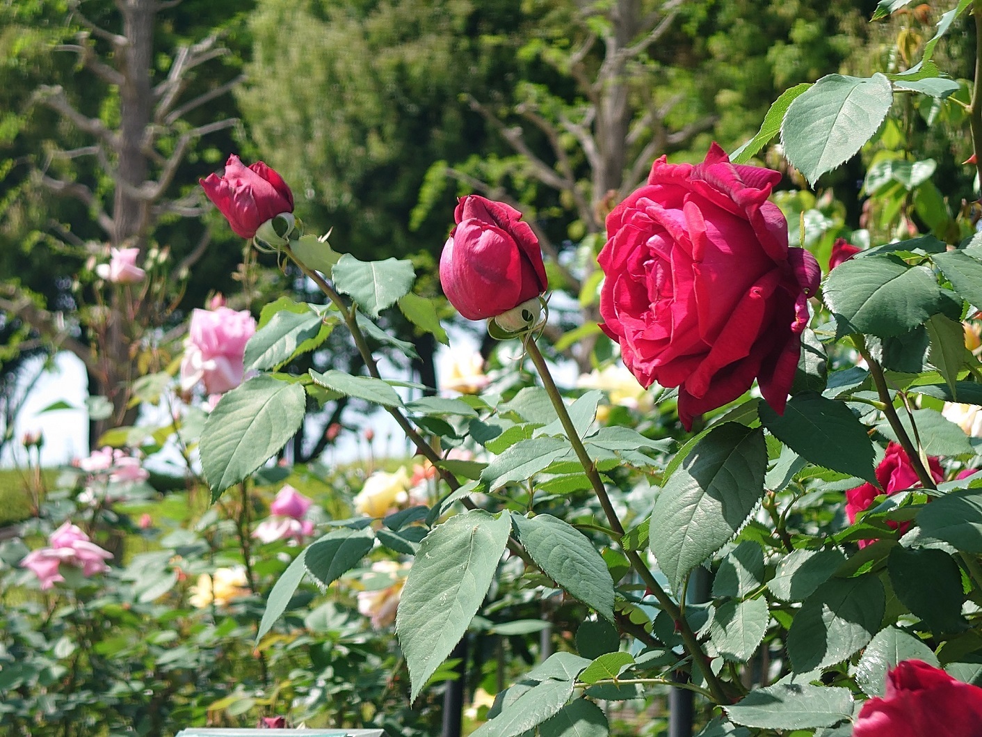 秋留台公園の春バラ