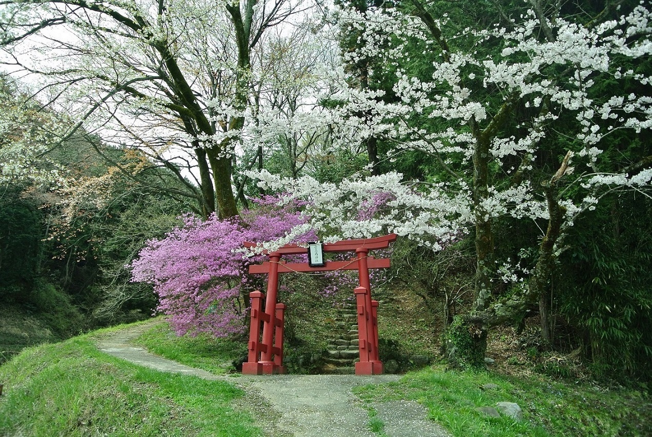 弁天山のツツジ