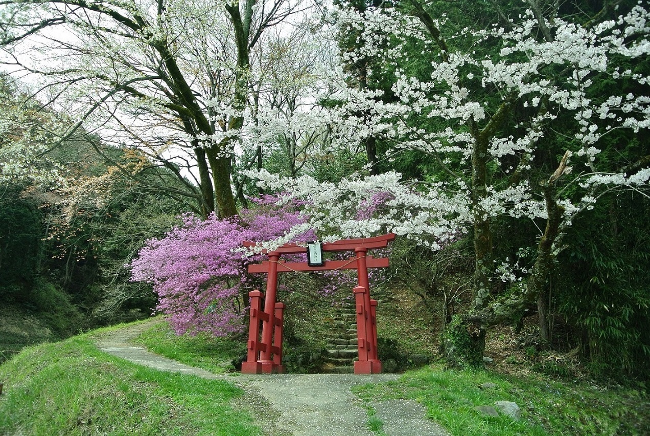 弁天山のツツジ