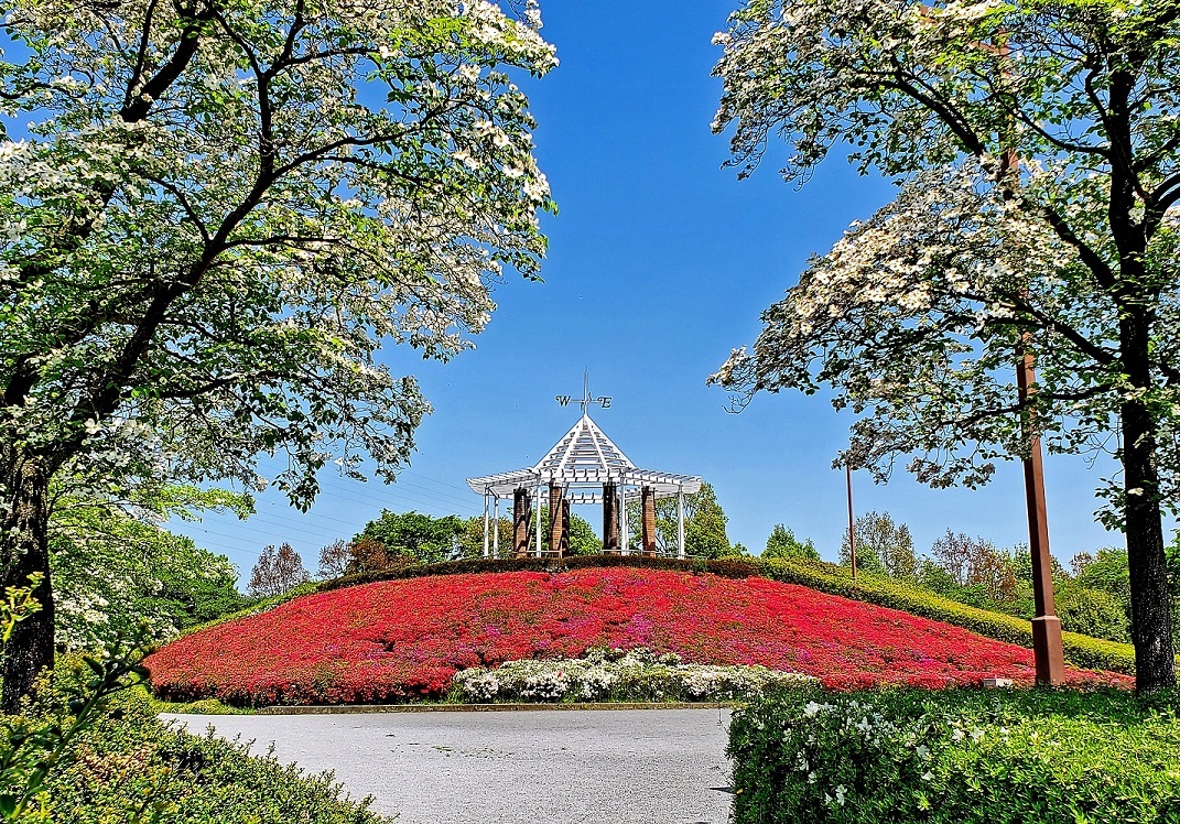 秋留台公園のツツジ