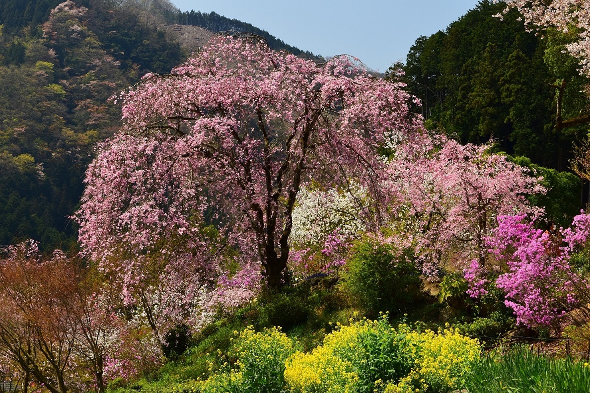乙津花の里の桜