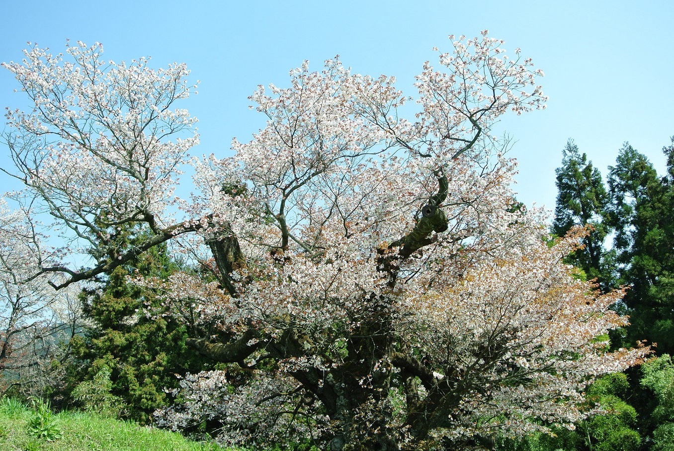 光厳寺の桜