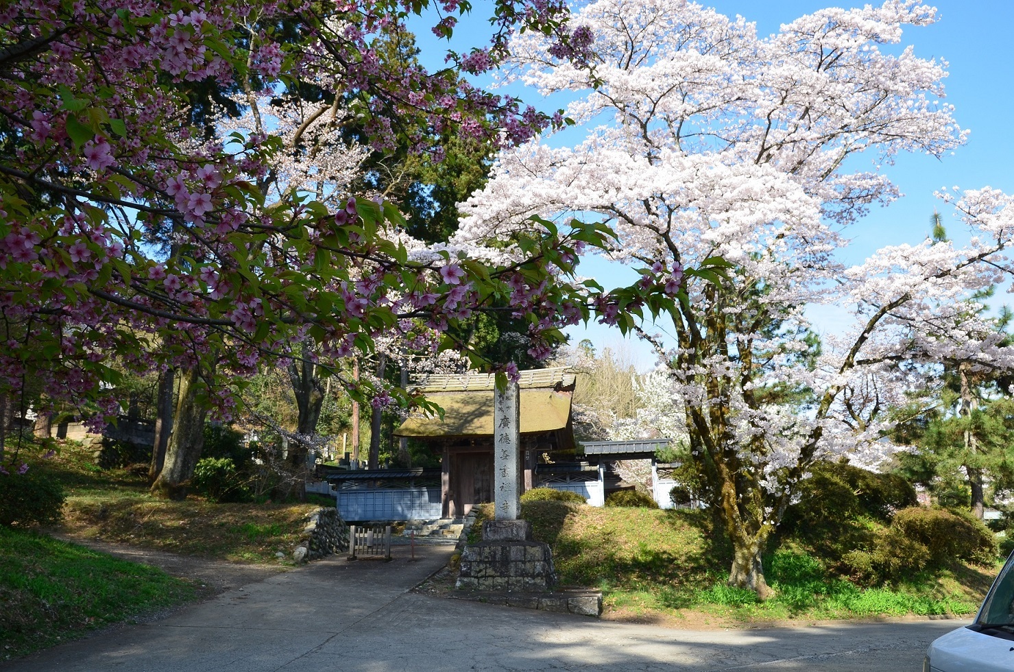 広徳寺の桜
