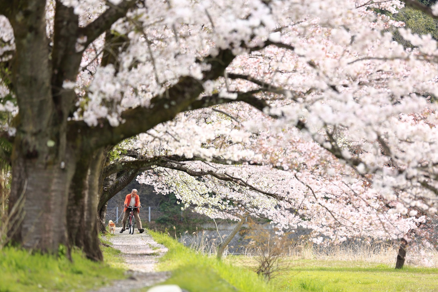 小庄の桜の写真