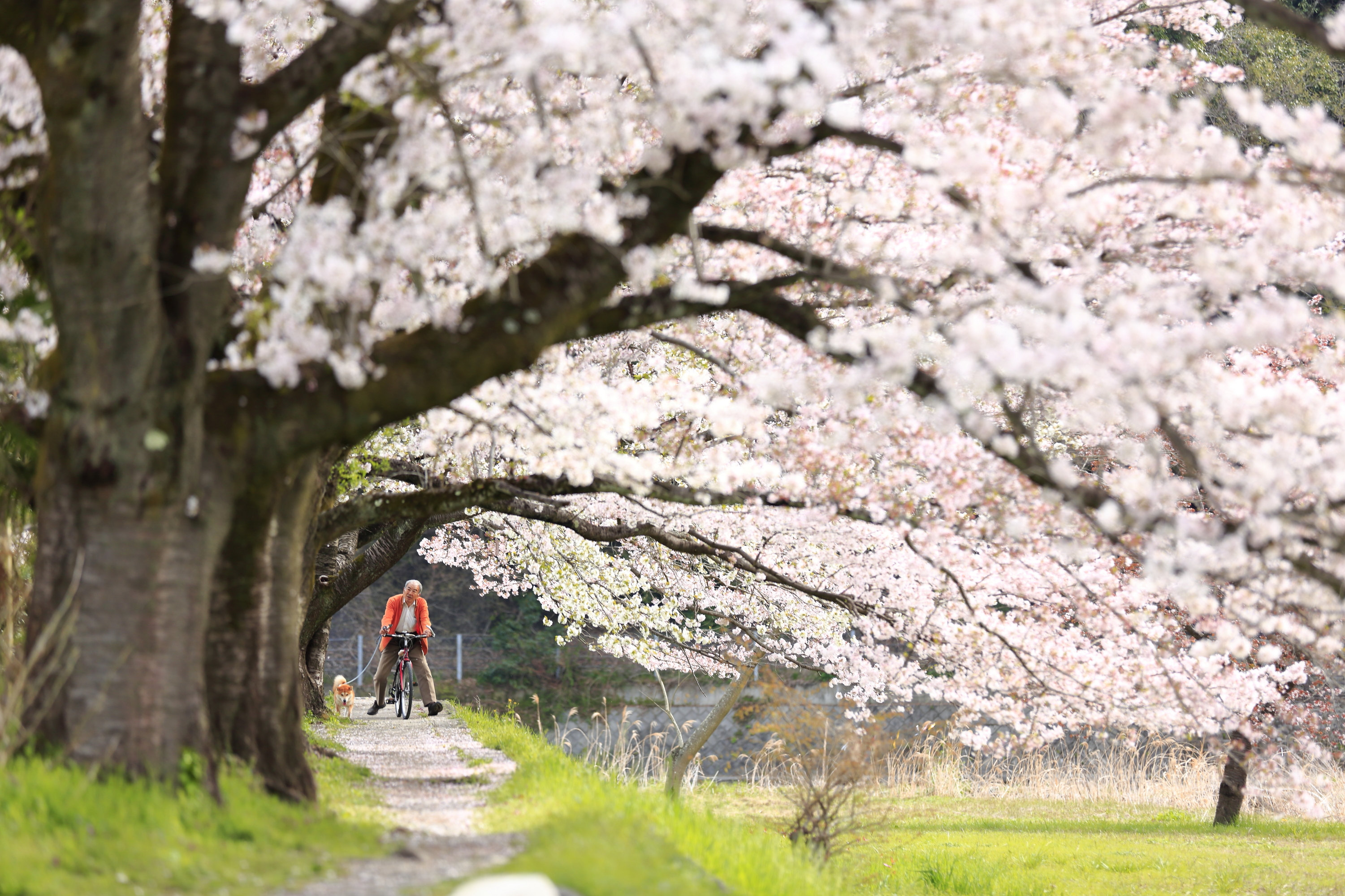 春_小庄の桜