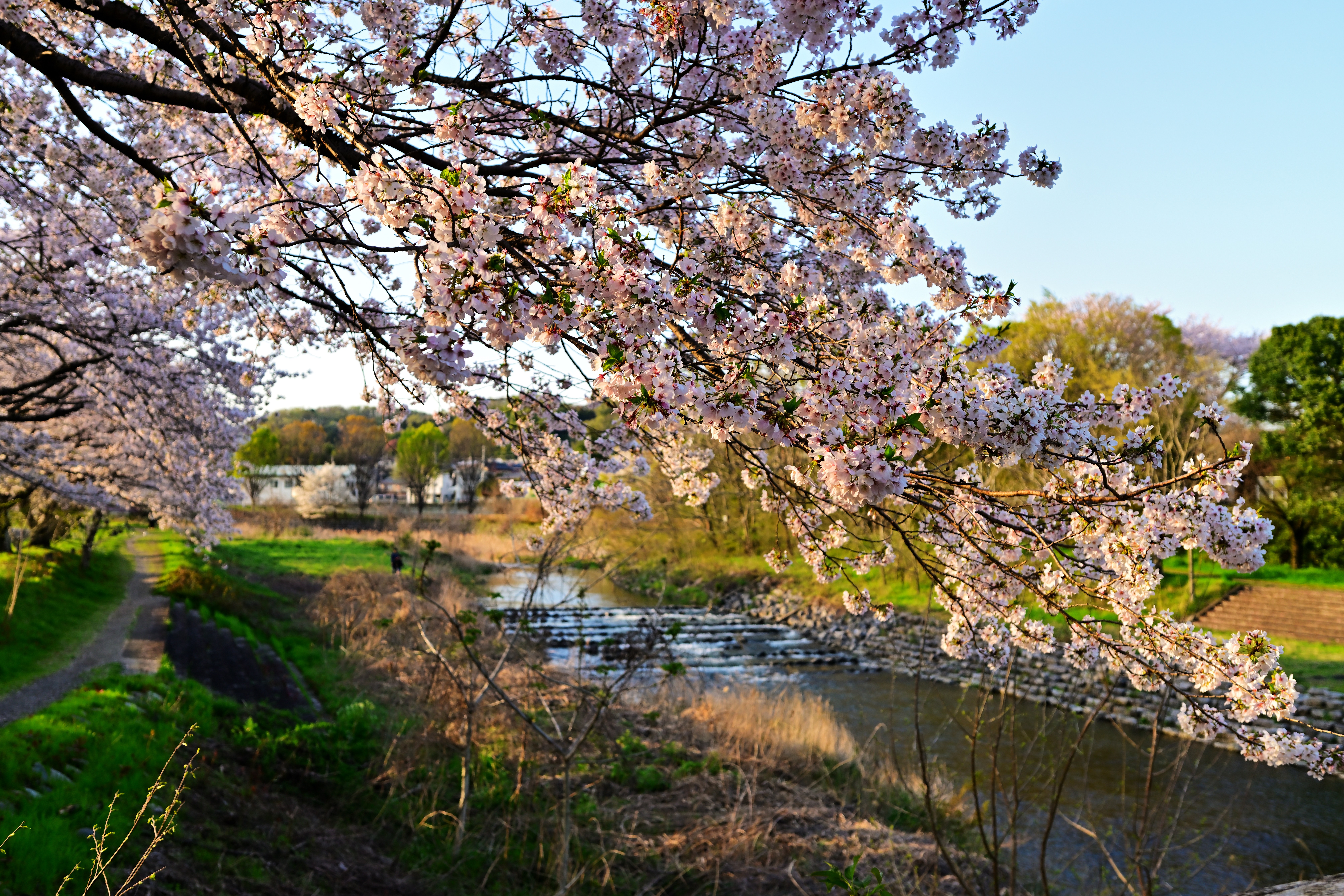 春_平井川