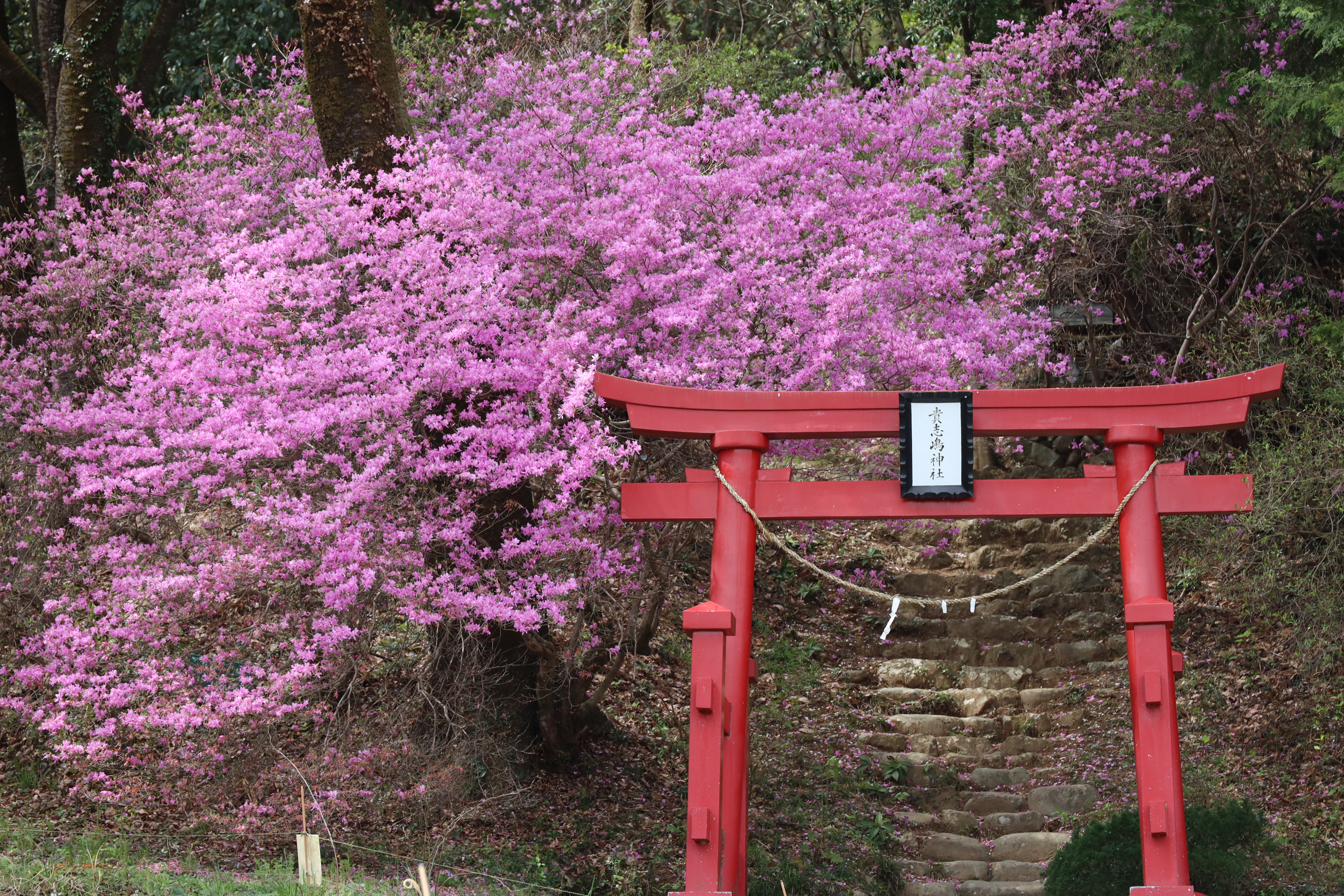 春_弁天山鳥居
